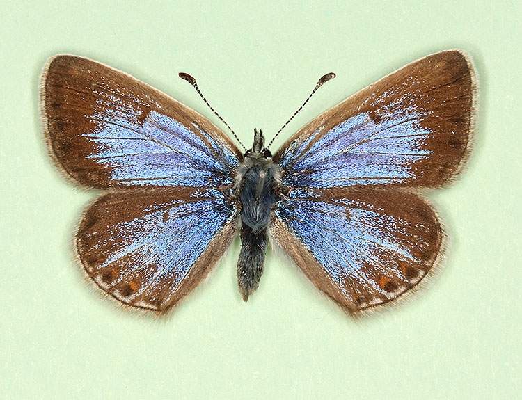 Polyommatus icarus female (aberrant form nov 3) (Internet Image property of respective owner, non-commercial use only)